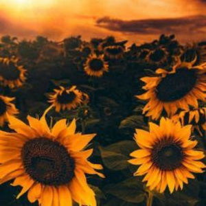 Meet your Posher, Savannah